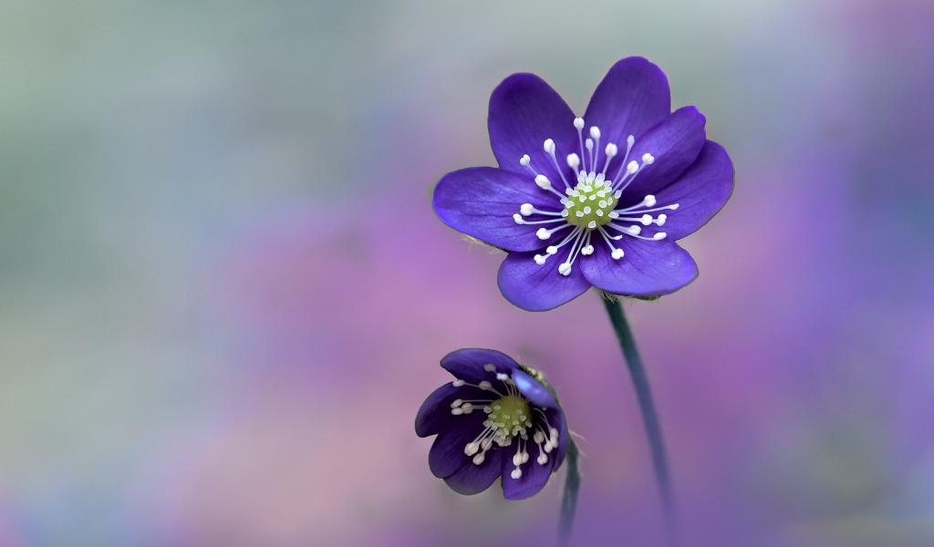 Два нежных фиолетовых цветка крупным планом 