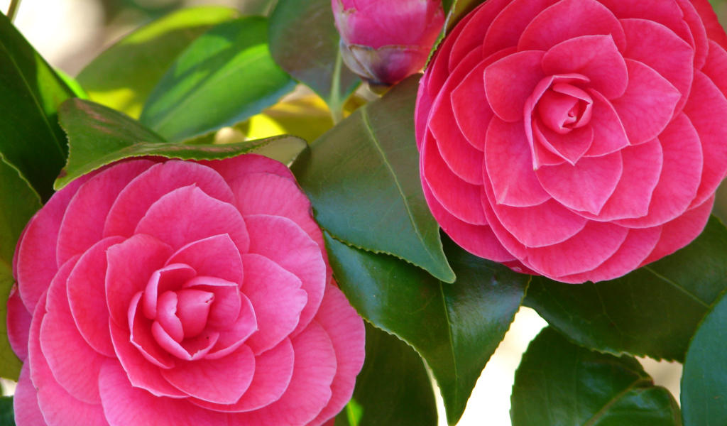 Два больших розовых цветка камелии 