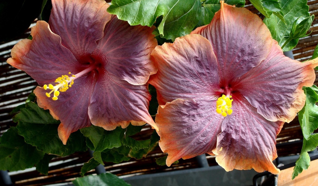 Два больших розовых цветка гибискуса