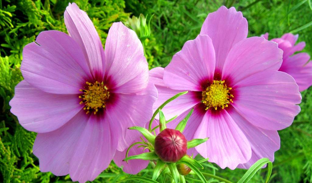 Два розовых цветка космеи с бутоном 