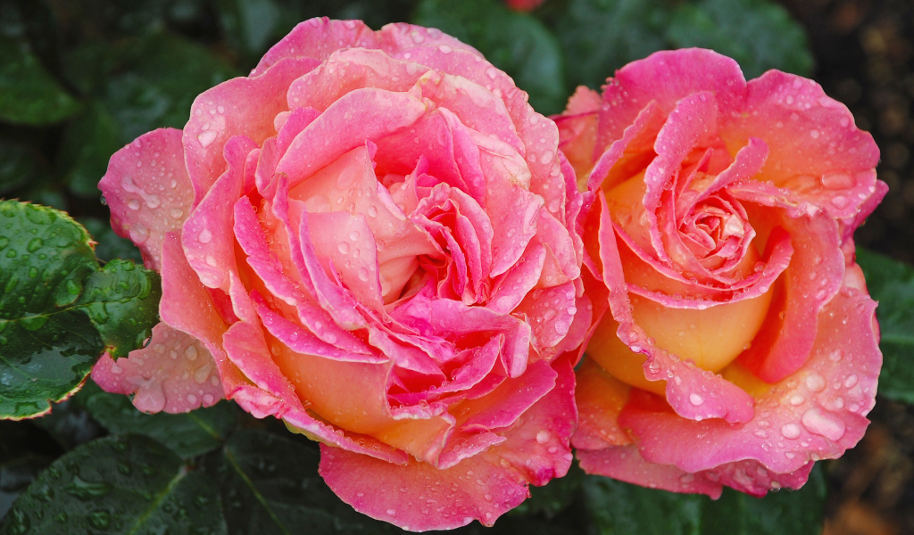 Две розовые розы крупным планом в каплях росы 