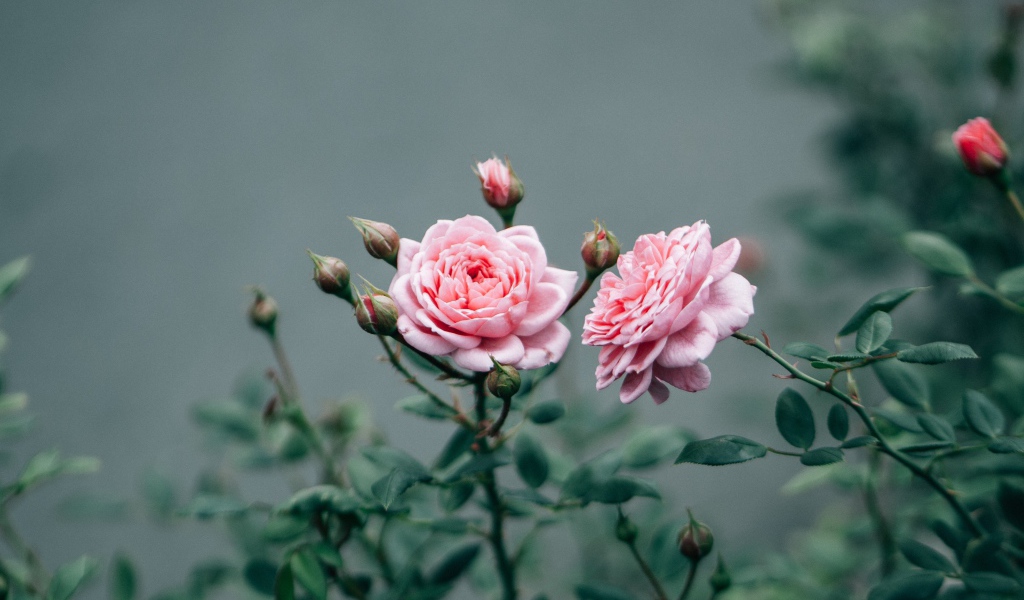 Две розовые розы с бутонами 