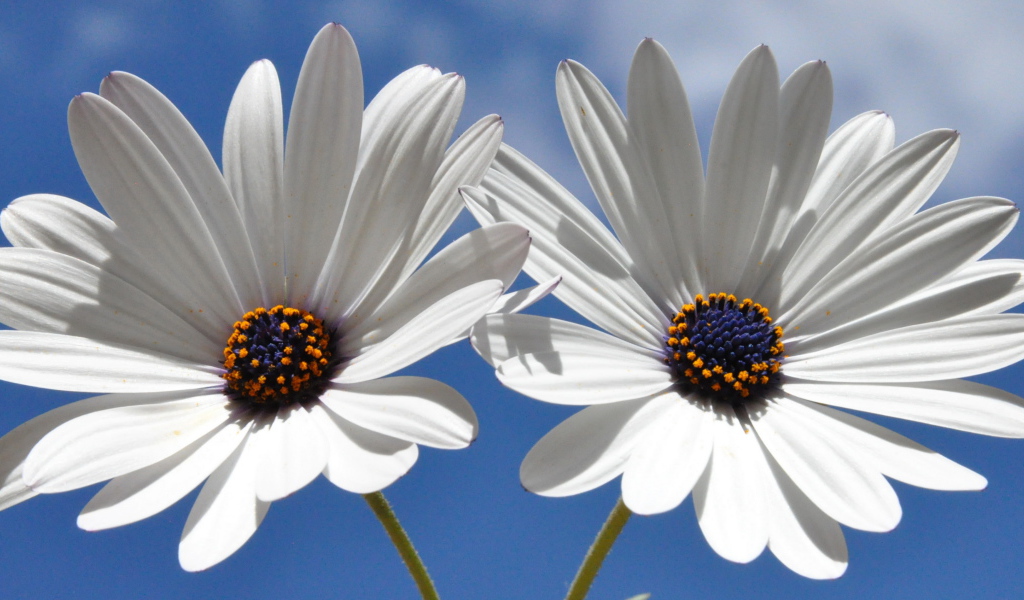 Две белых ромашки с синей серединкой