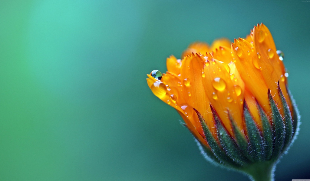 Нераспустившийся оранжевый цветок календулы в каплях росы