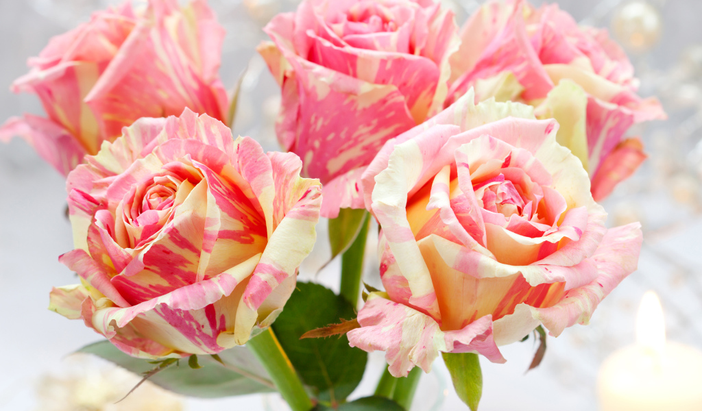 Необычные красивые розы крупным планом