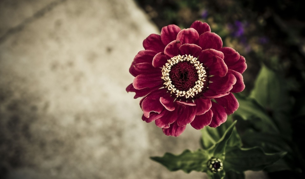 Бархатистый бордовый цветок цинния, вид сверху