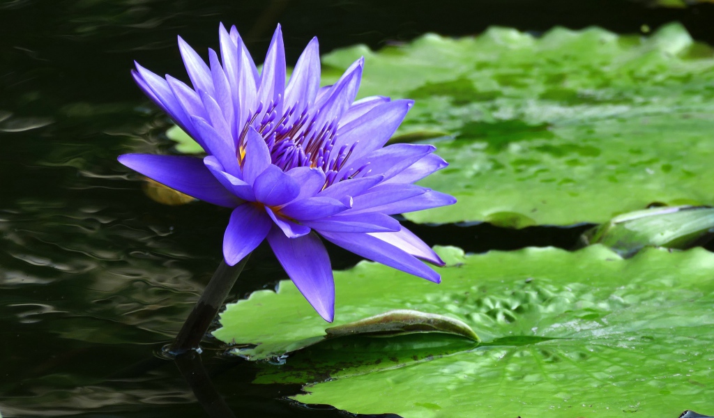 Фиолетовый красивый цветок водяная лилия 