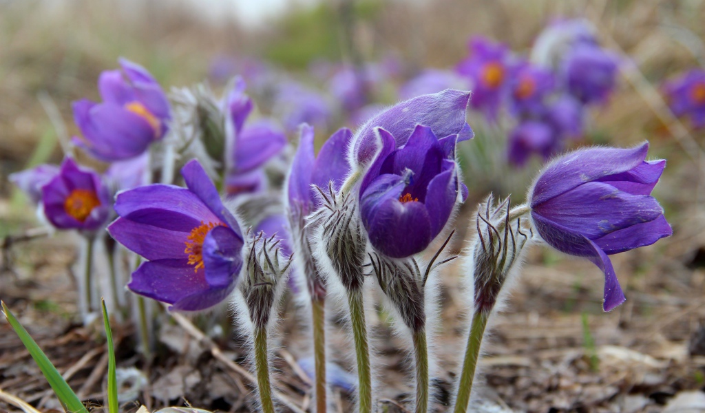 Фиолетовые красивые цветы прострел альпийский 