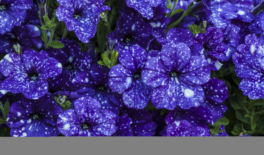 Фиолетовые красивые цветы петуния крупным планом