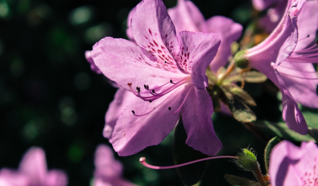 Фиолетовый цветок Рододендрон 