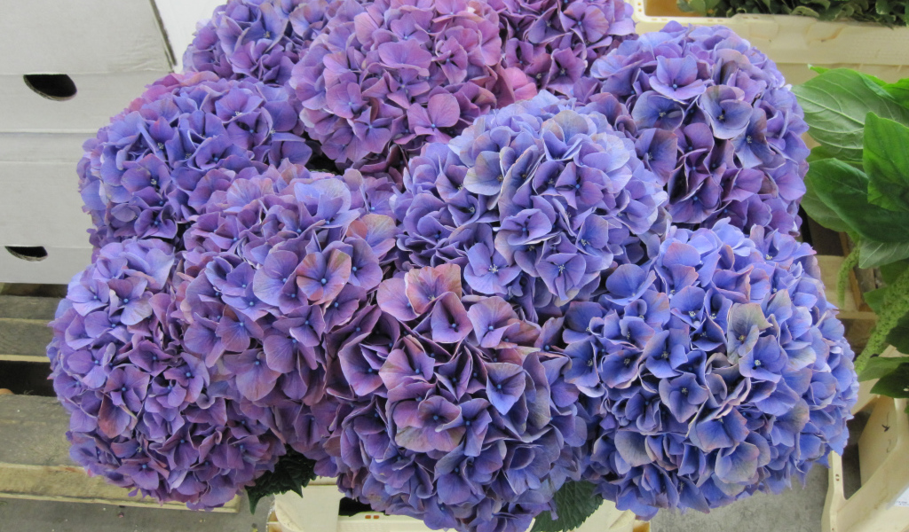 Фиолетовые цветы Гортензия крупным планом 