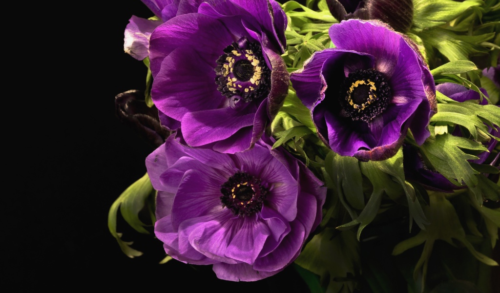 Фиолетовые цветы анемоны крупным планом