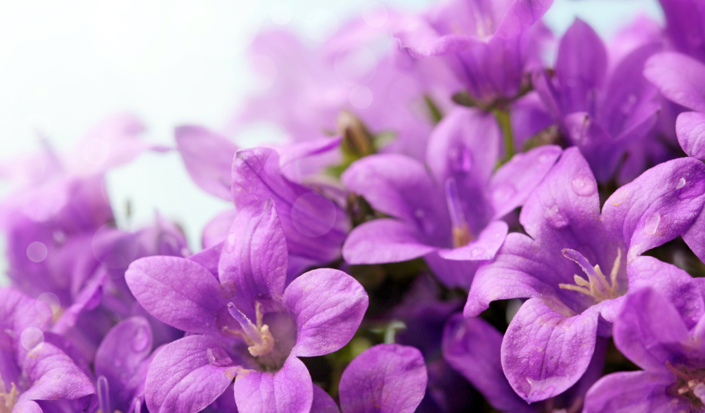 Фиолетовые цветы колокольчики крупным планом