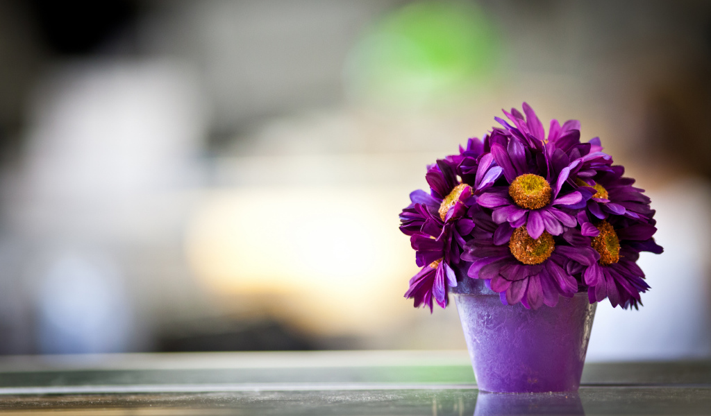 Фиолетовые цветы в горшке