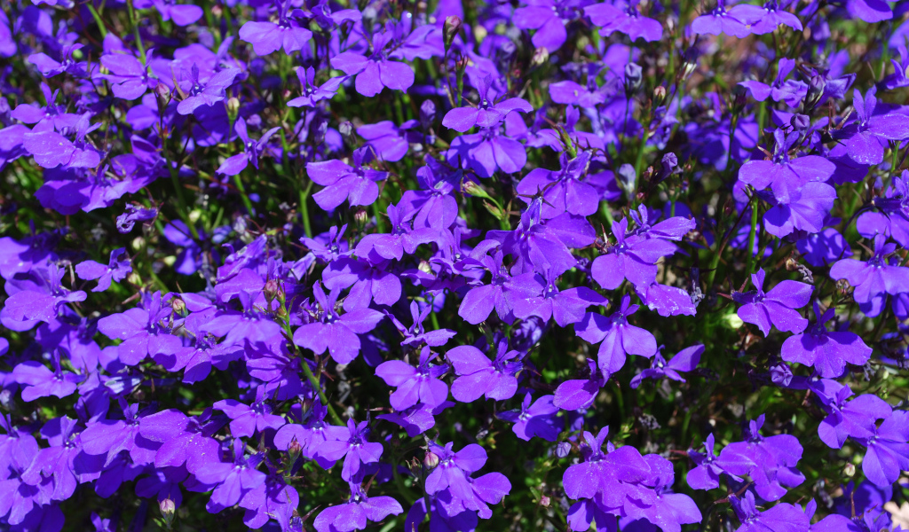 Фиолетовые цветы лобелия крупным планом