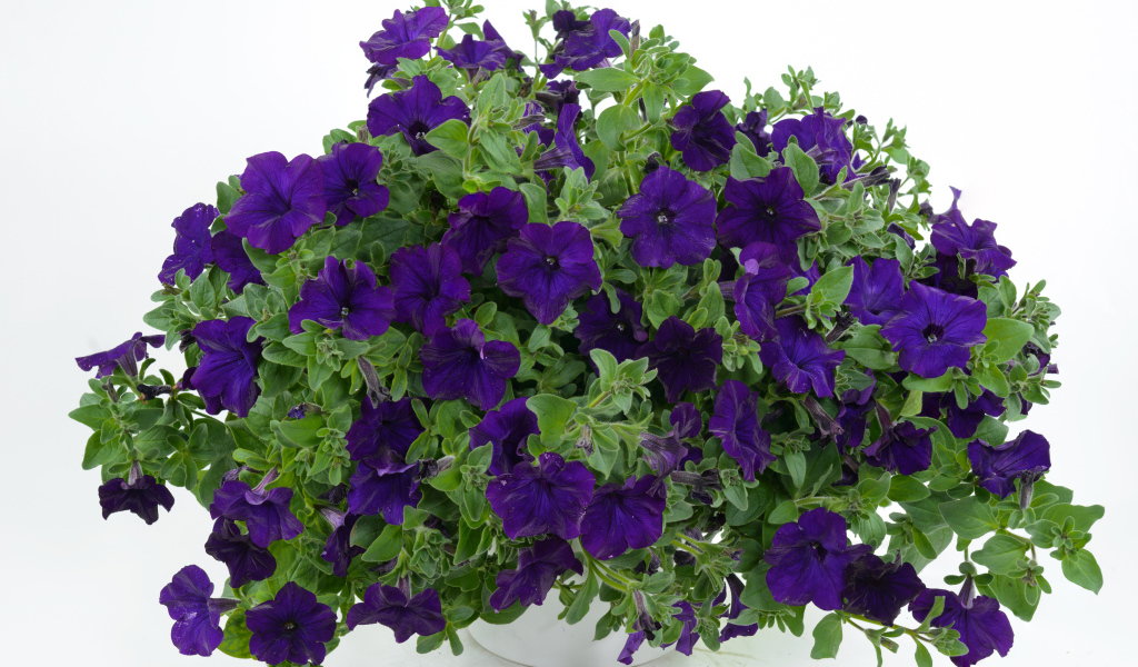 Фиолетовые цветы петуния в вазе на белом фоне
