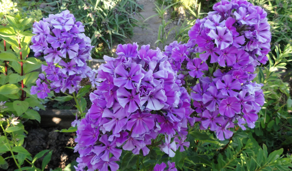 Фиолетовые цветы флоксы на клумбе крупным планом