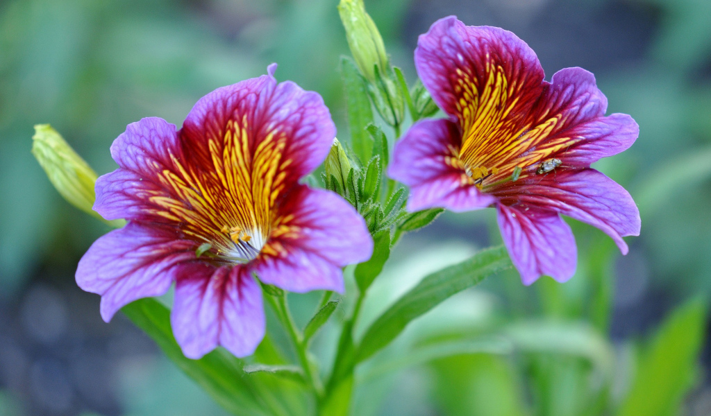 Фиолетовые цветы сальпиглоссис крупным планом