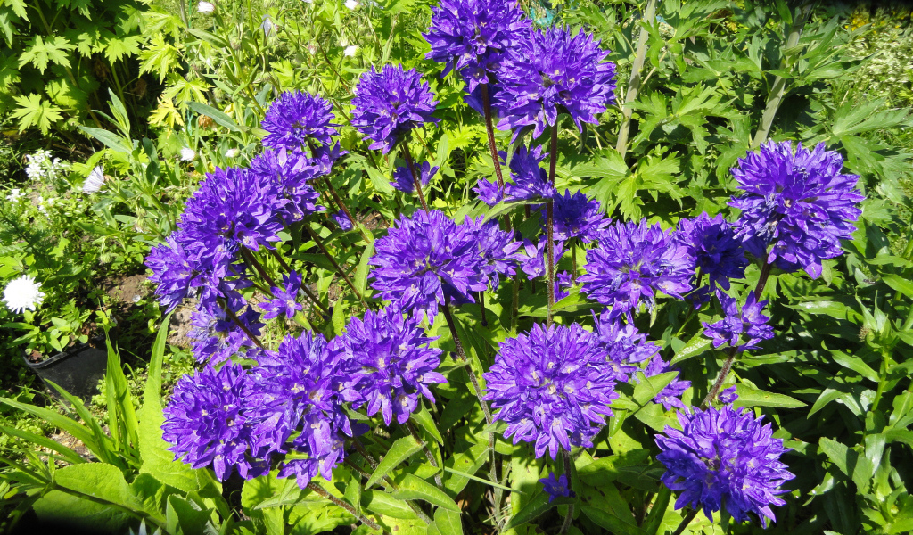 Фиолетовые садовые цветы колокольчики 