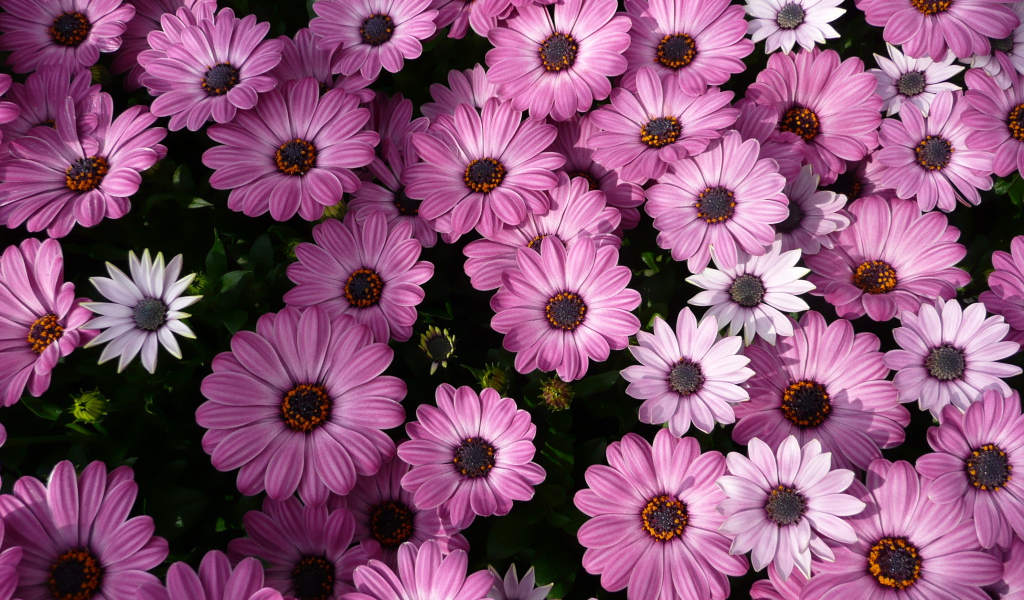 Фиолетовые комнатные цветы цинерария 