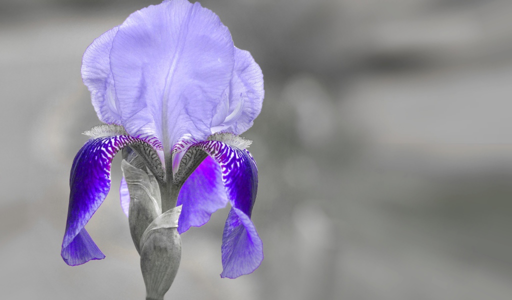 Фиолетовый ирис крупным планом на сером фоне