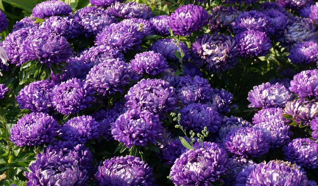 Фиолетовые летние цветы астры в саду