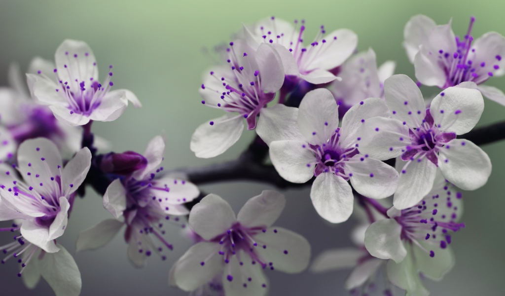 Бело - фиолетовые весенние цветы на ветке 