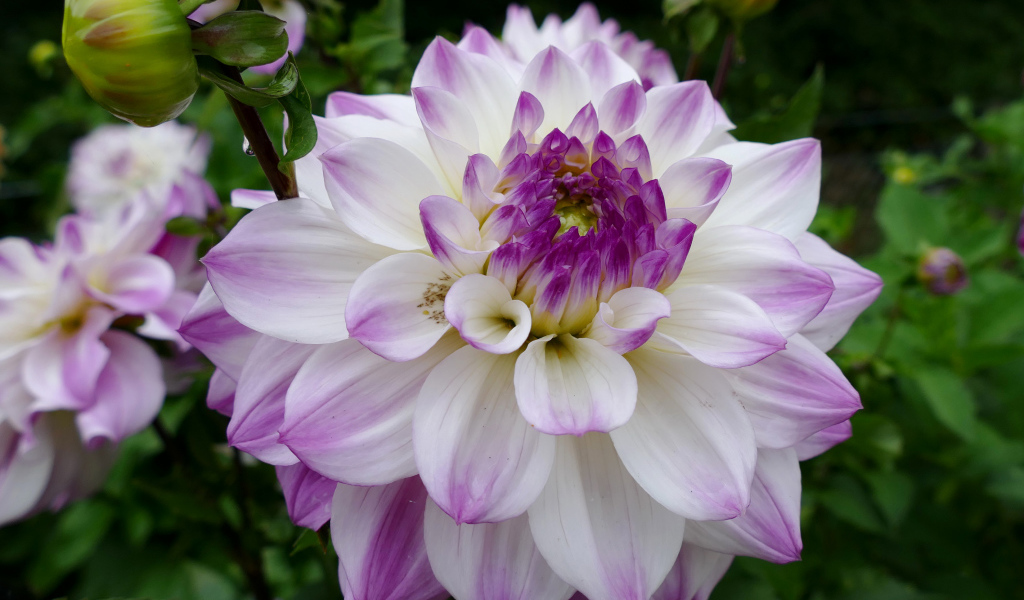 Бело - фиолетовый цветок георгины вблизи