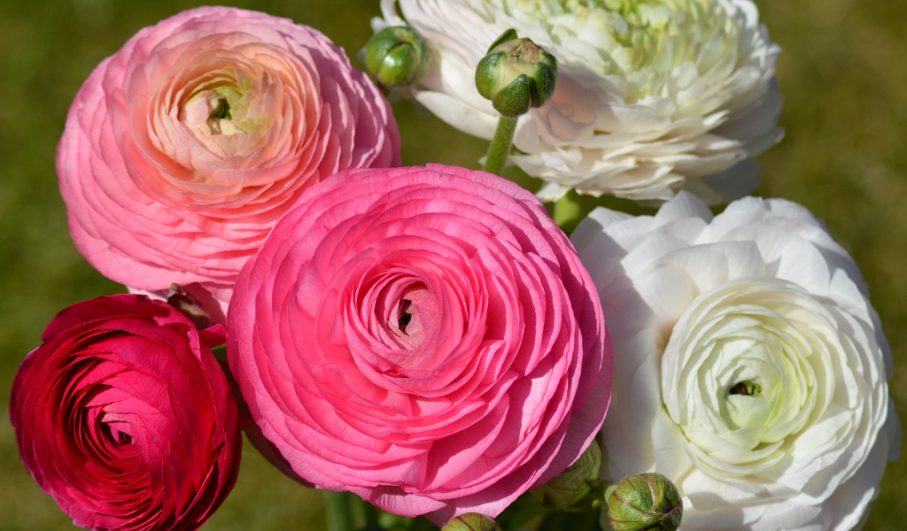 Белые и розовые красивые цветы лютики крупным планом