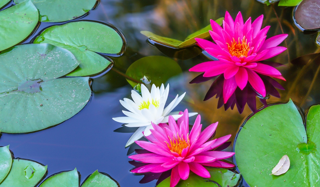 Белые и розовые цветы водяной лилии в пруду