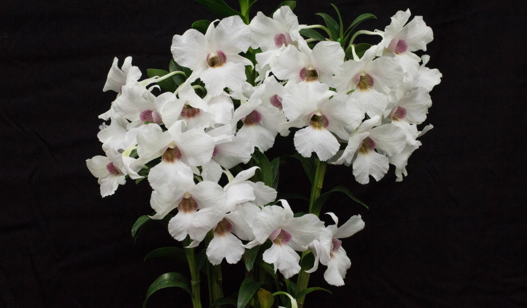 Белые красивые орхидеи на черном фоне