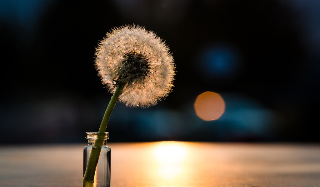 Белый одуванчик в свете солнца на столе