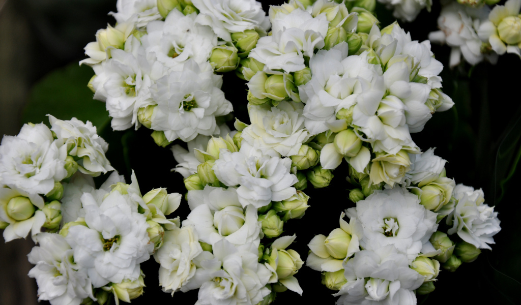 Белые нежные цветы каланхоэ с бутонами крупным планом