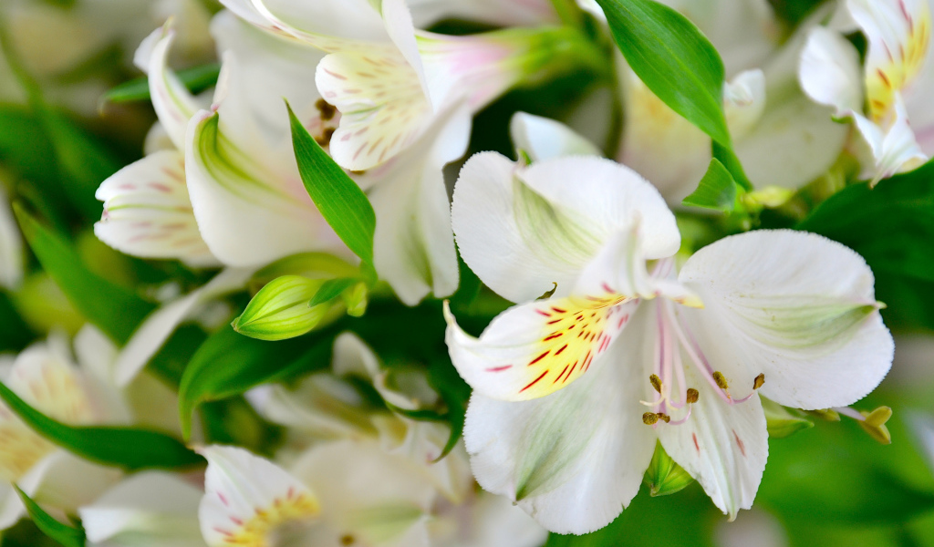 Белые нежные цветы альстрёмерия крупным планом