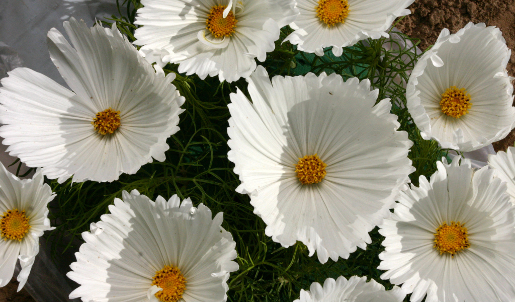 Белые нежные цветы космея крупным планом