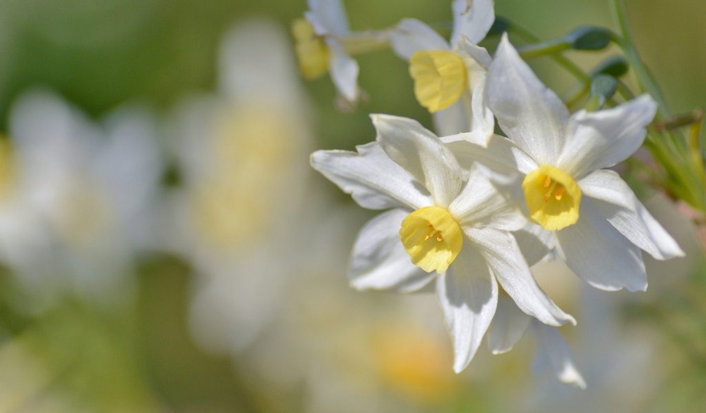 Белые нежные цветы нарциссы крупным планом