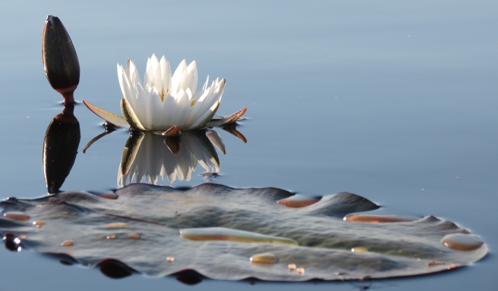 Белый нежный цветок лотоса в водоеме 