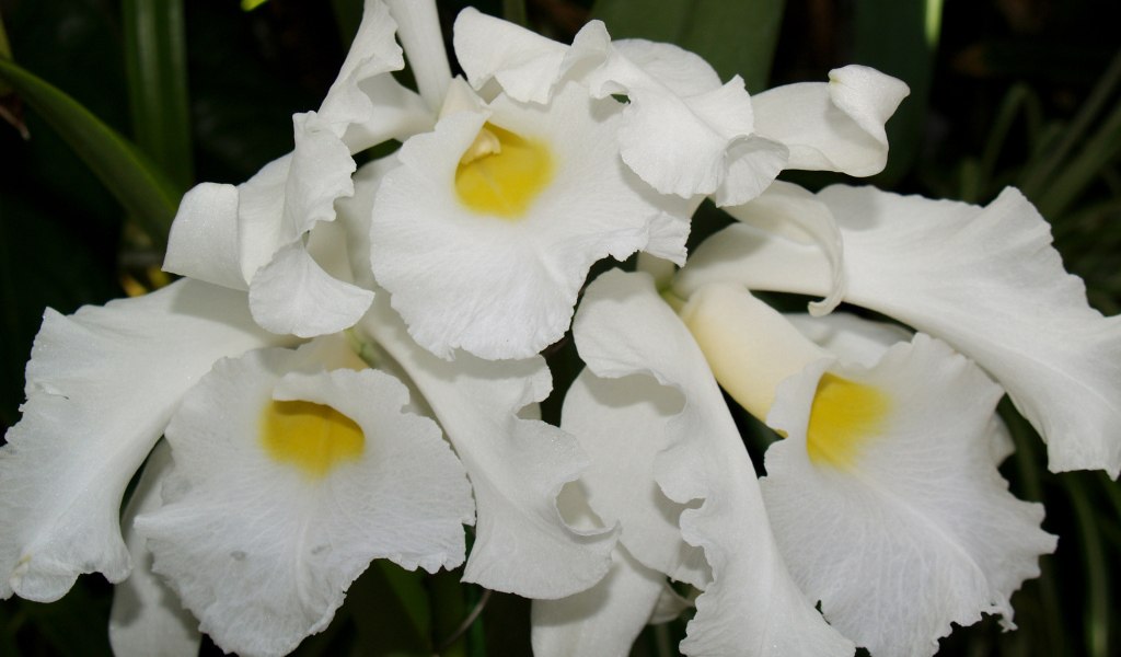 Белые экзотические орхидеи крупным планом