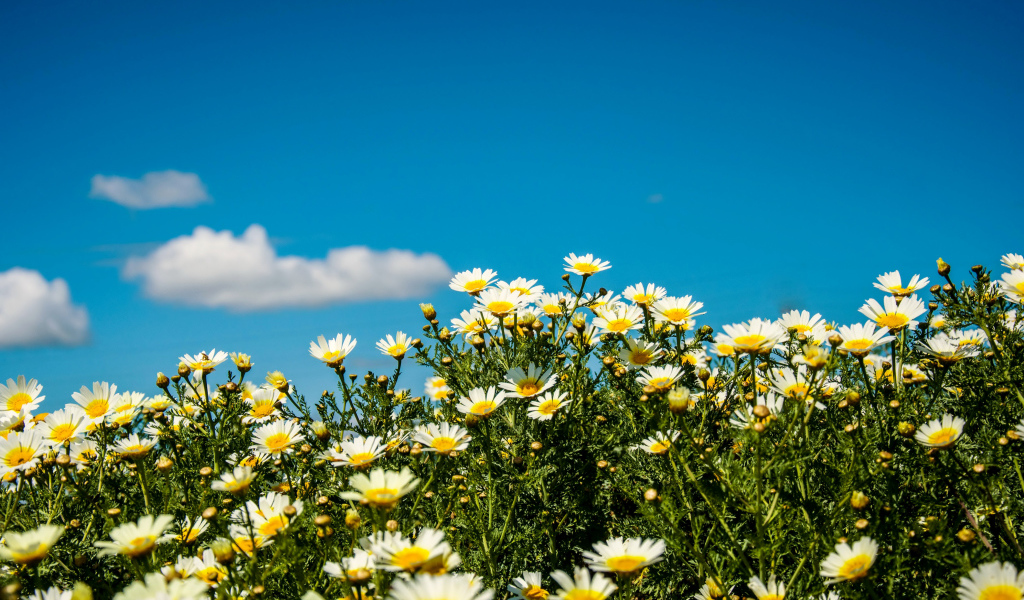 Белые полевые ромашки под летним голубым небом