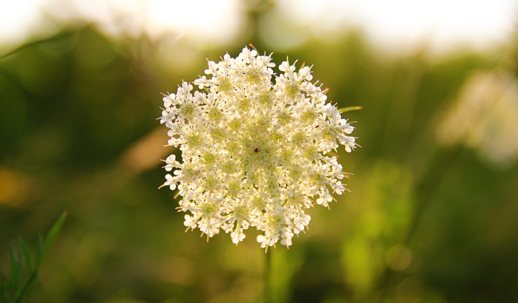 Белый полевой цветок в лучах солнца