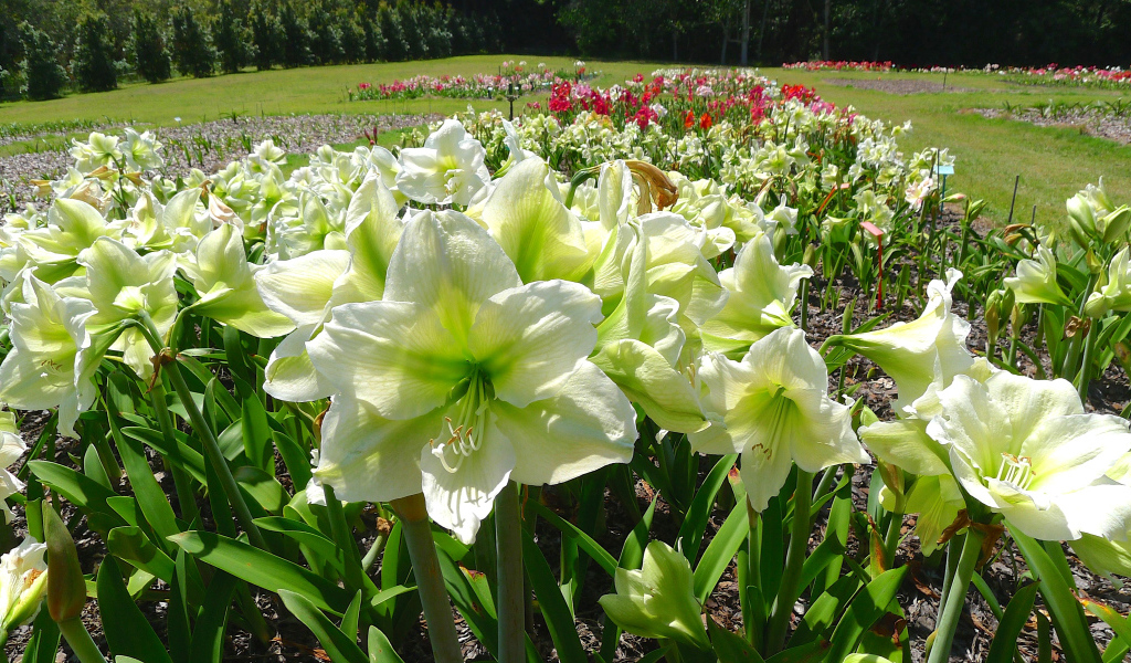 Белые цветы Амариллис на клумбе крупным планом 