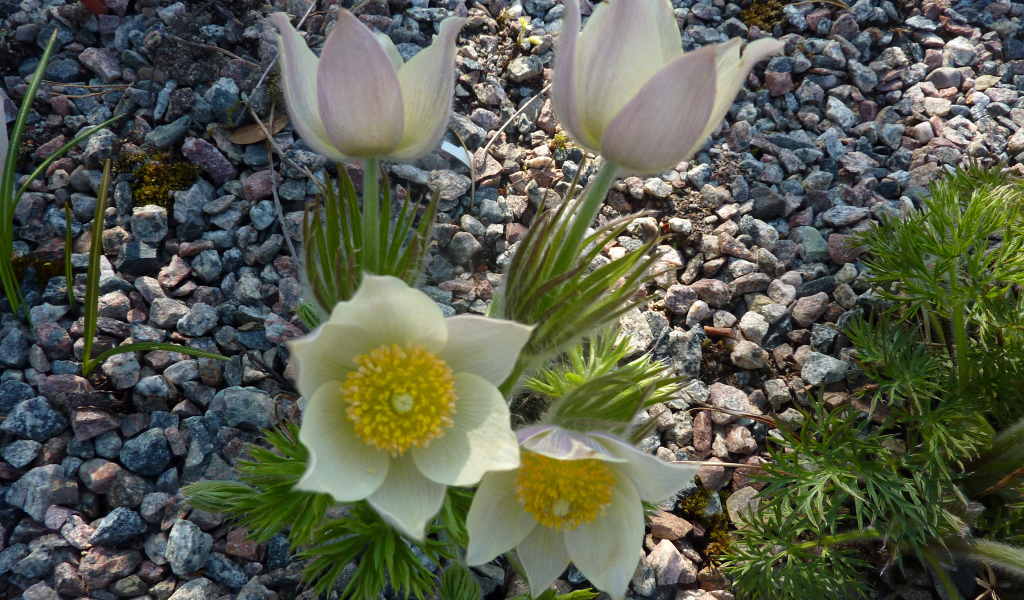 Белые цветы прострел растут на камнях