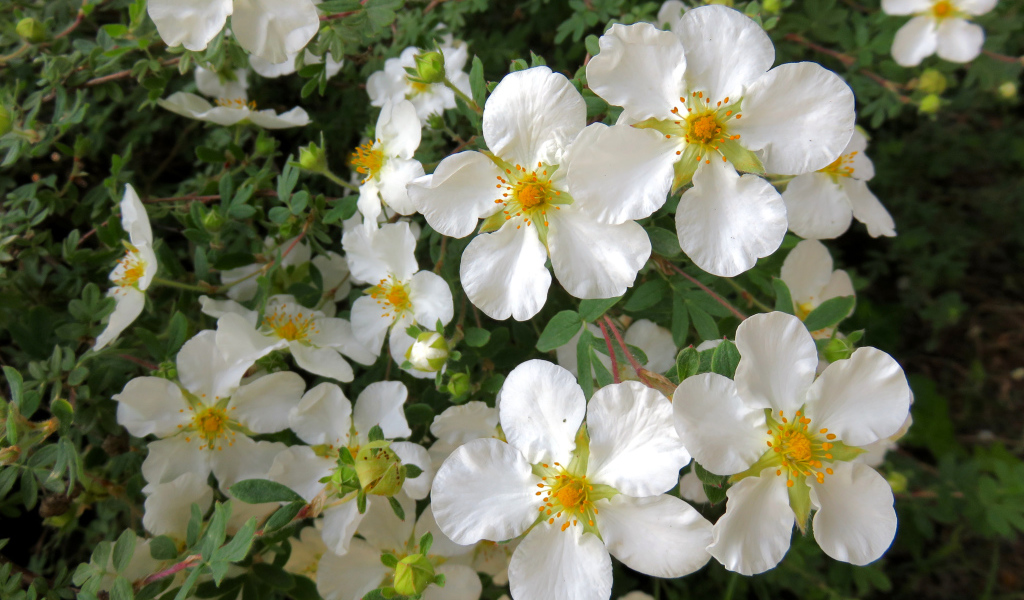 Белые цветы на ветке дерева крупным планом