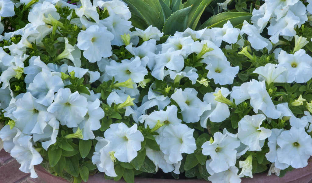 Белые цветы петуния крупным планом