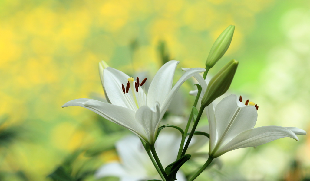 Белые лилии с бутонами крупным планом