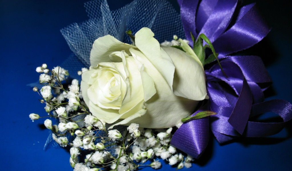 Белая роза с гипсофилой перевязаны фиолетовой лентой