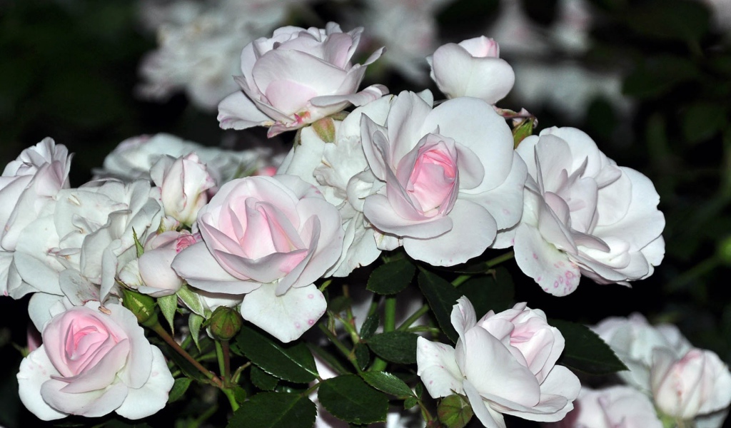 Белые розы с розовыми серединками