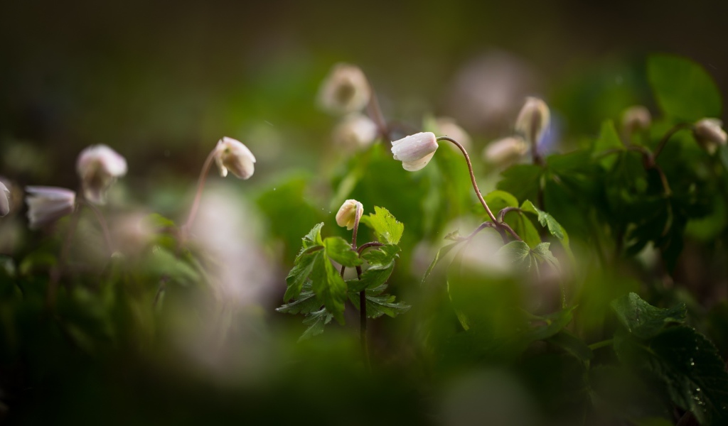 Полевые цветы Ветреница распускаются на рассвете 