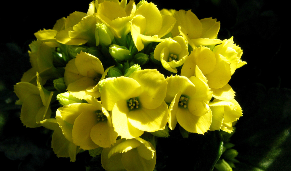 Желтый цветок каланхоэ крупным планом