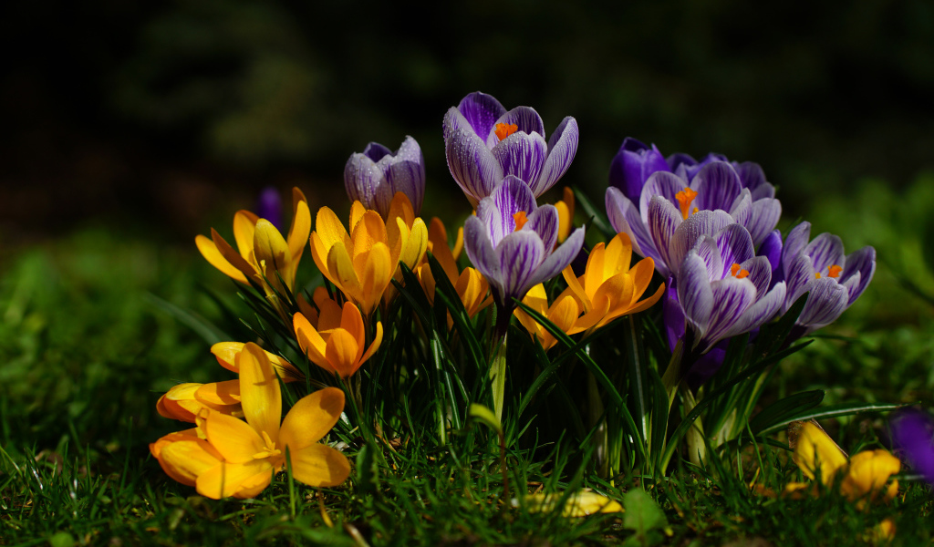 Желтые и фиолетовые цветы крокусы  